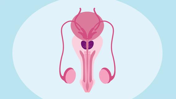 Anatomy of the male reproductive system, with prostate
